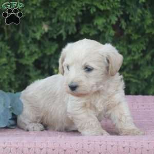 River, West Highland Terrier Puppy